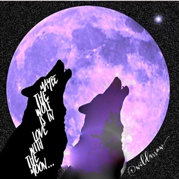 About Wild Arrow - Picture 3 of 6